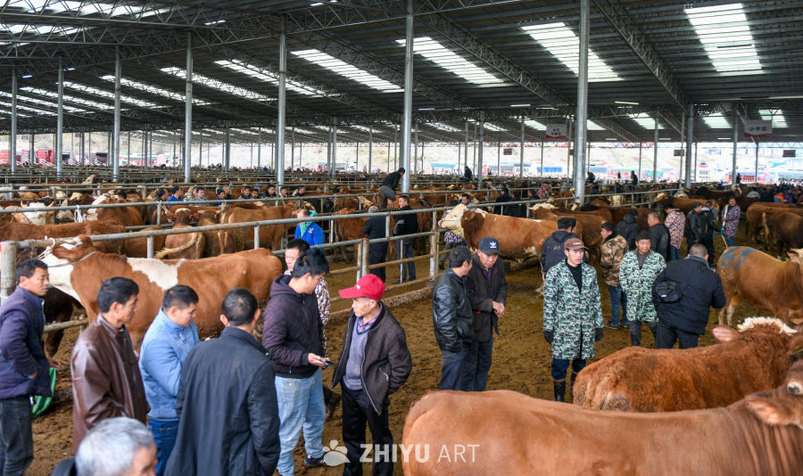 航拍贵州畜牧交易市场 牛市交易 2