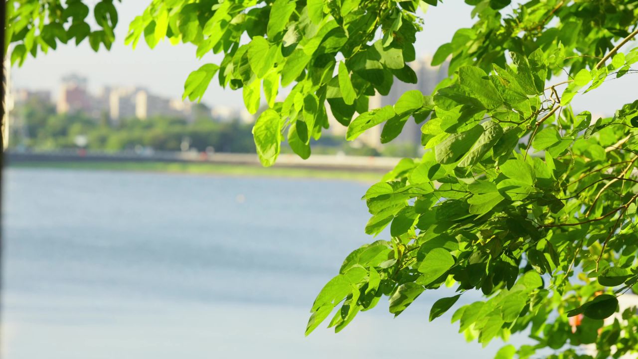 夏天唯美清新树叶空镜