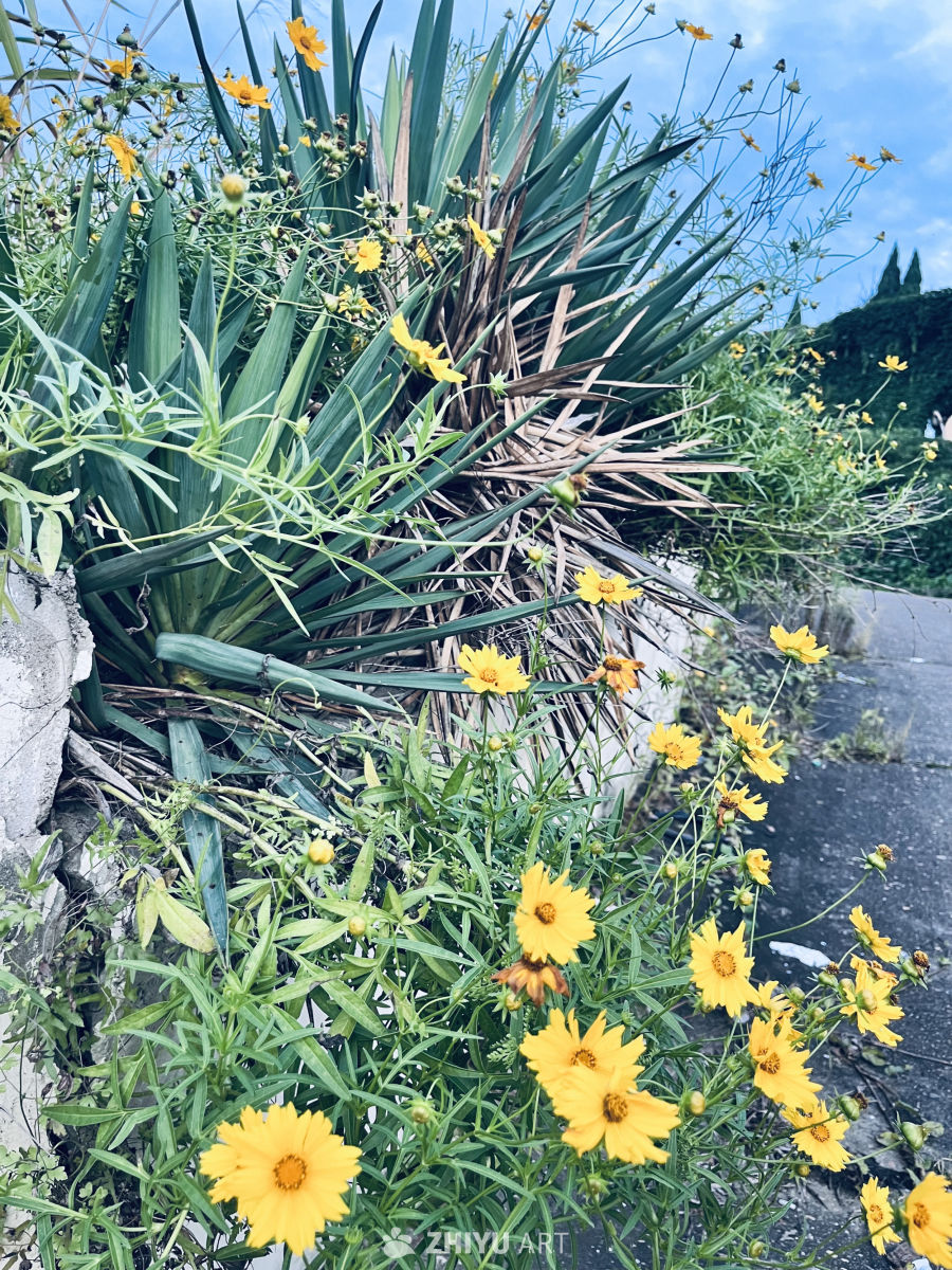 阳光下的花海