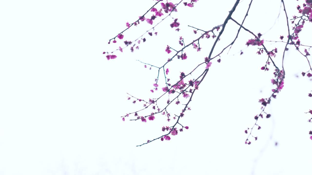 樱花 桃花 梅花 盛开特写