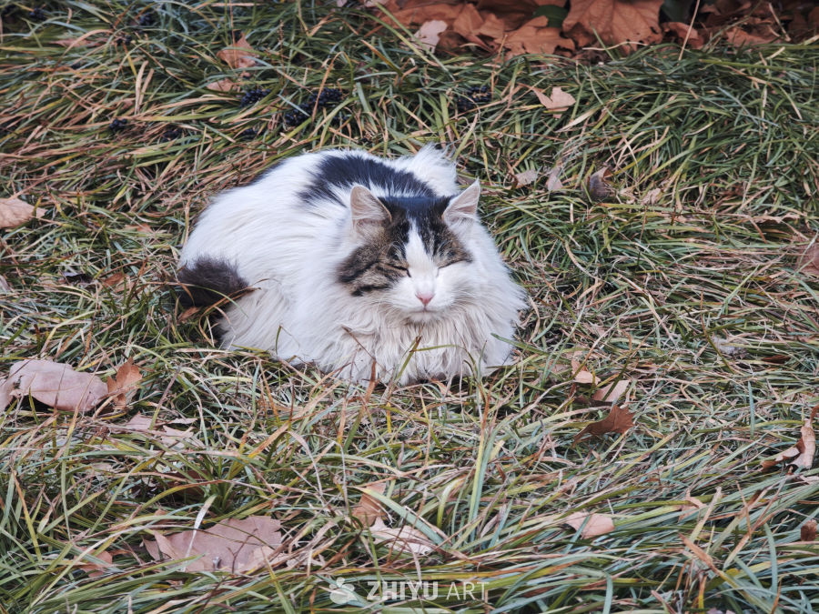 长毛猫草地休憩