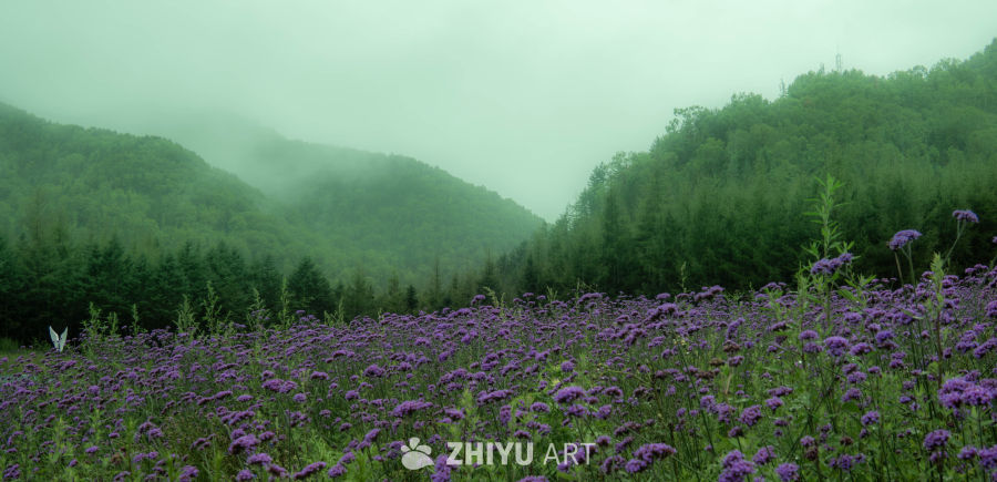 雾中紫花山景