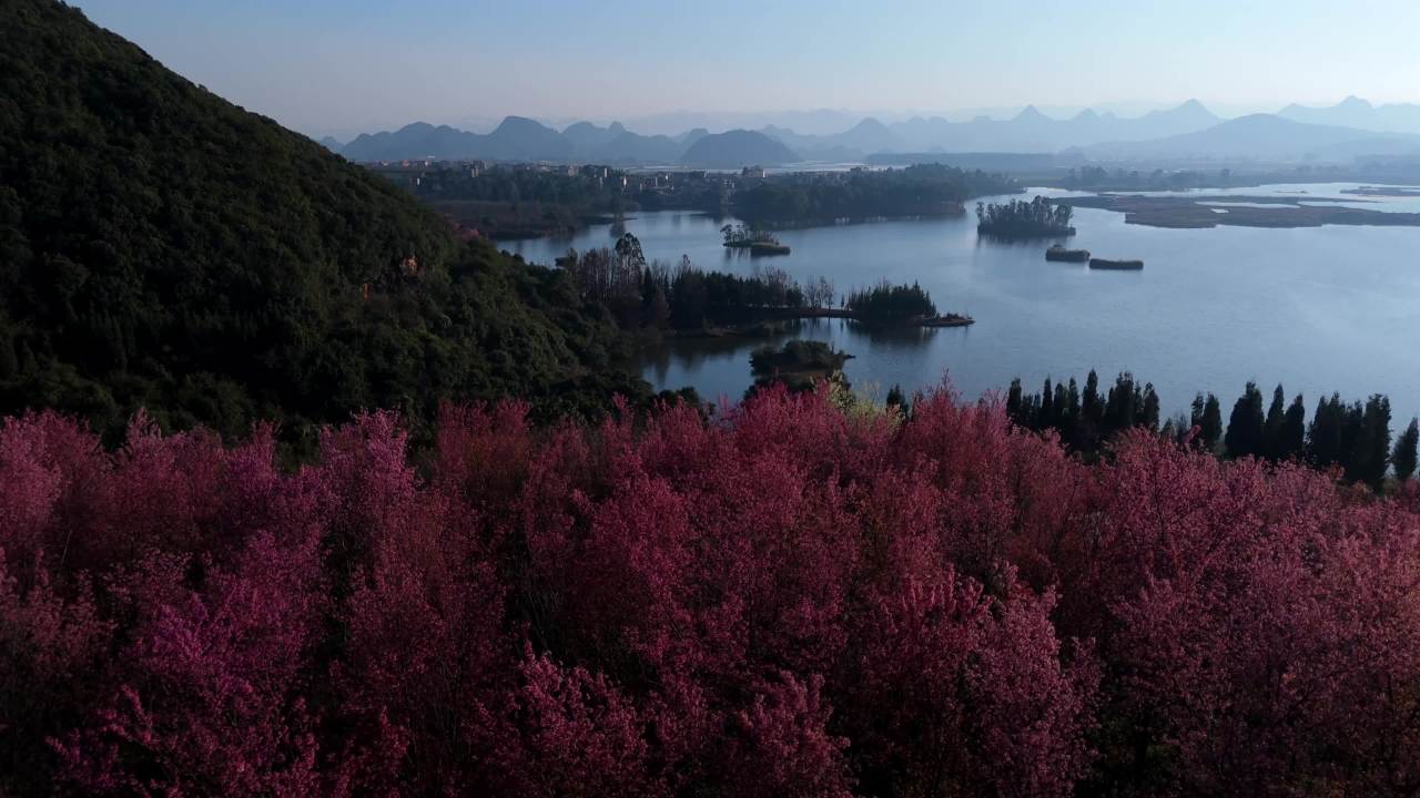 湖畔花开静谧景