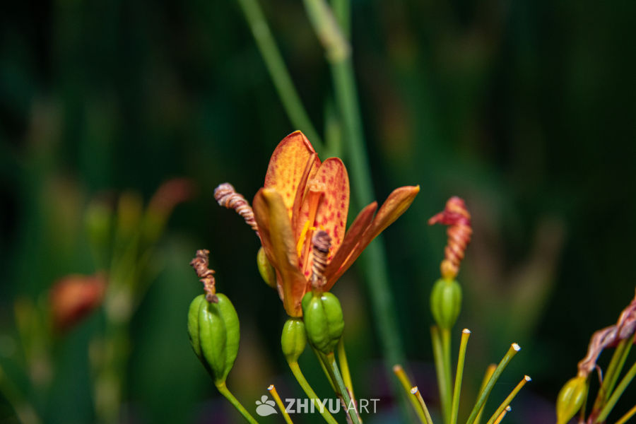 中药材与药材花 53