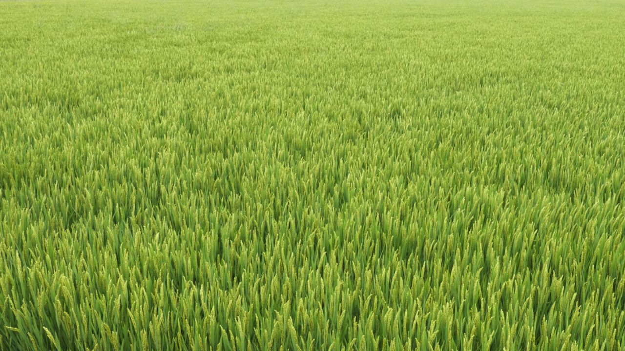 农村水稻田野粮食庄稼丰收 18