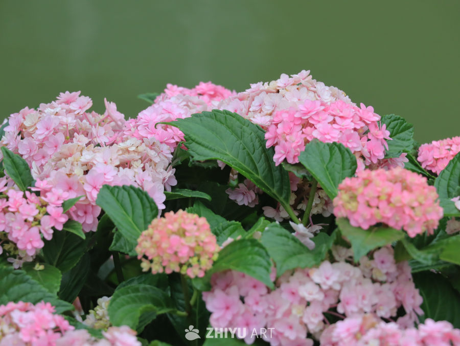 粉嫩绣球花绽放