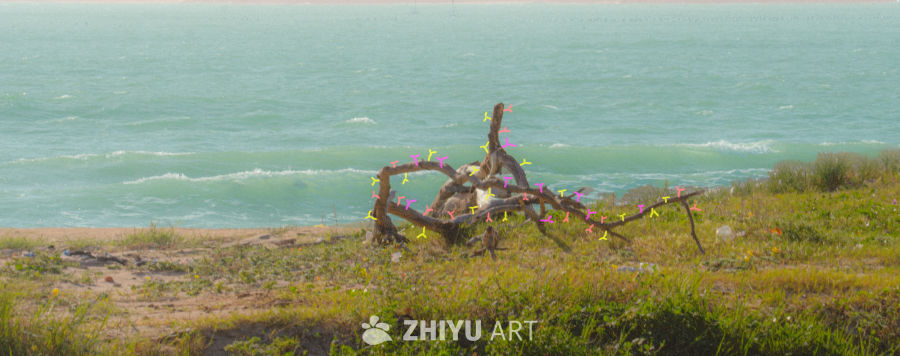 海滩枯木静谧景