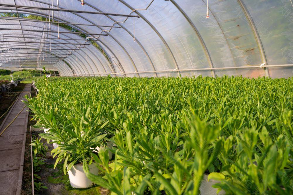 苗圃温室植物农业花园夏季绿色植物群业务园艺美化年度报告 苗圃温室植物农业 图片素材 照片 知鱼素材 领先的原创素材授权下载平台 苗圃温室植物农业花园夏季绿色植物群业务园艺美化年度报告 苗圃温室植物农业 图片素材 照片 知鱼素材 领先的原创素材授权下载平台