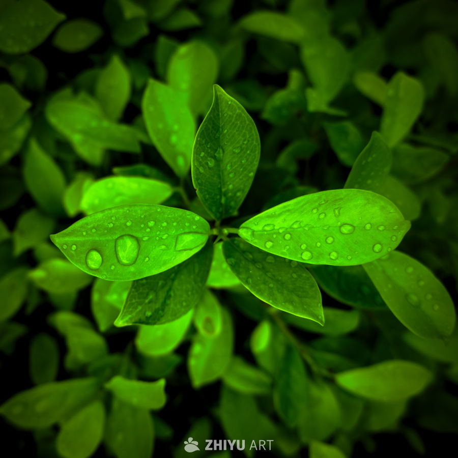 雨后绿叶的清新瞬间