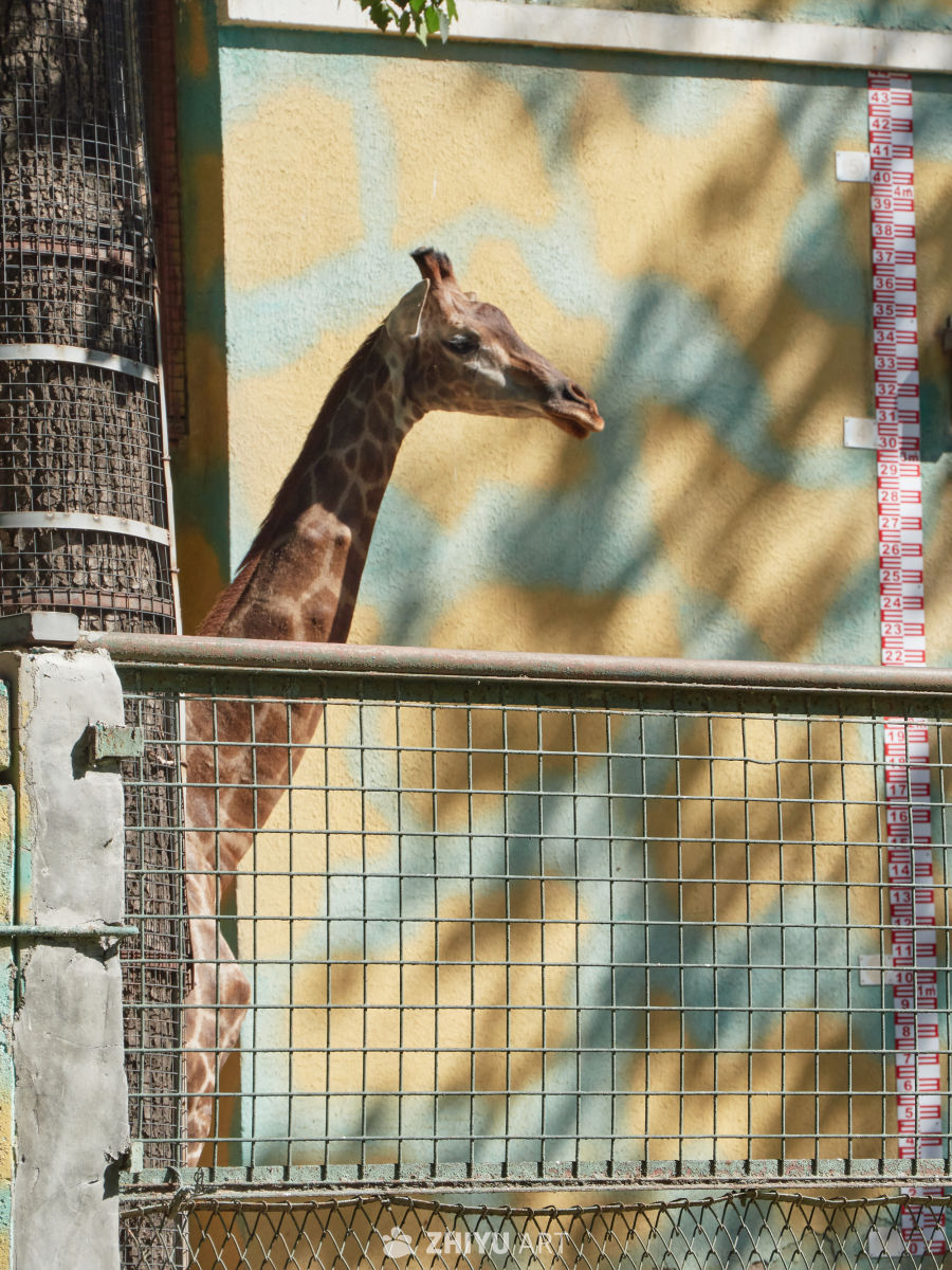 动物园长颈鹿探身围栏外近景特写