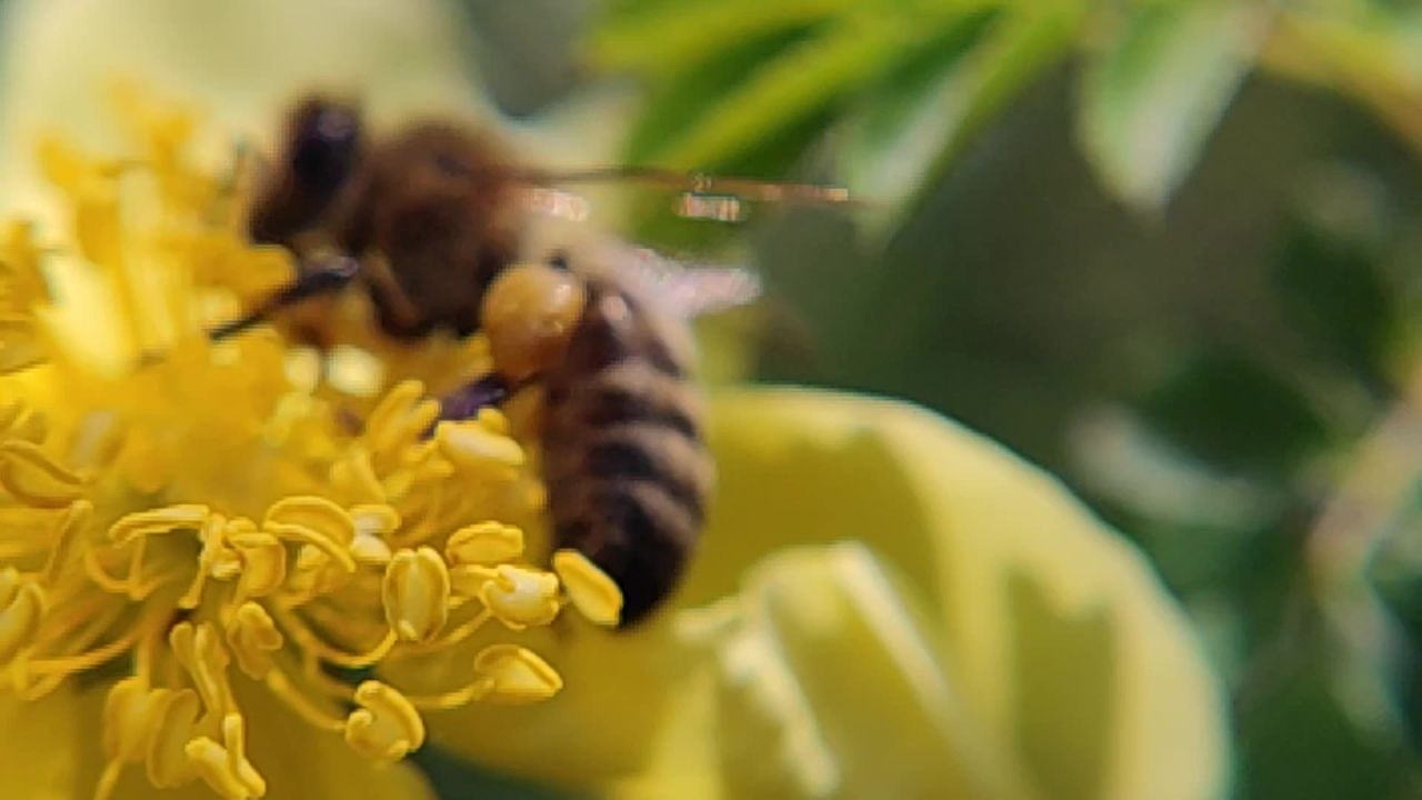 蜜蜂采蜜2