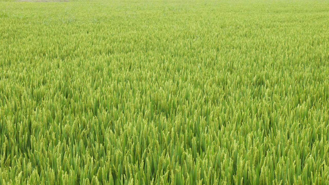 农村水稻田野粮食庄稼丰收 16