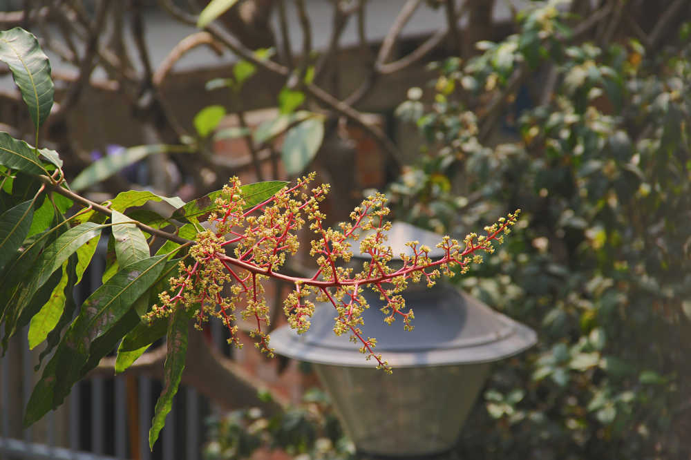 芒果花开三月春4