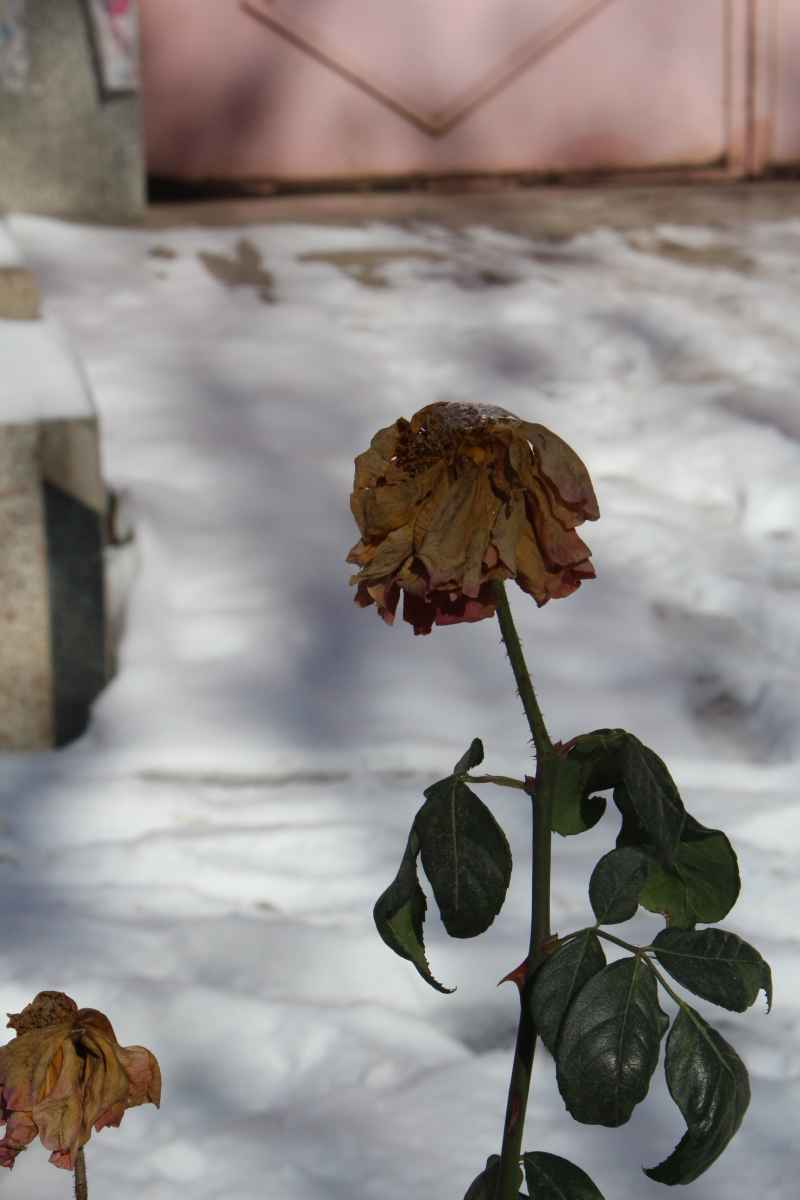 凋落的花