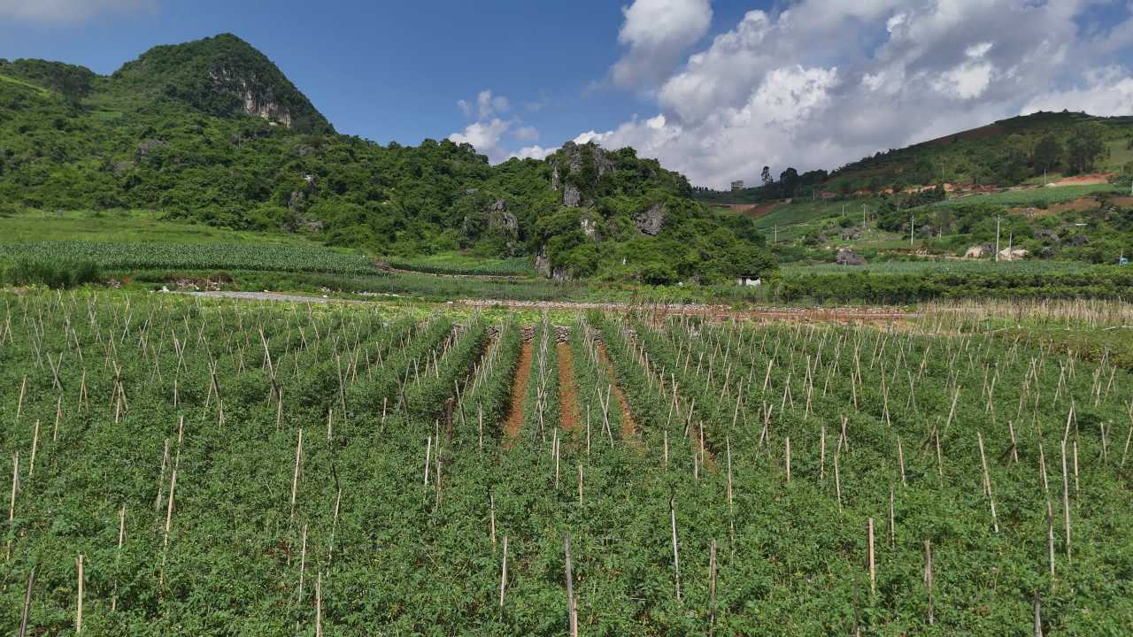 田园风光：山间绿意盎然