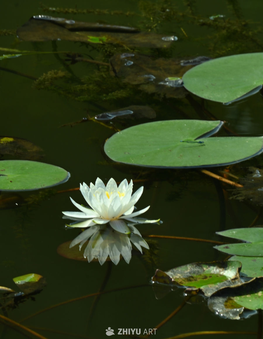 荷花🪷