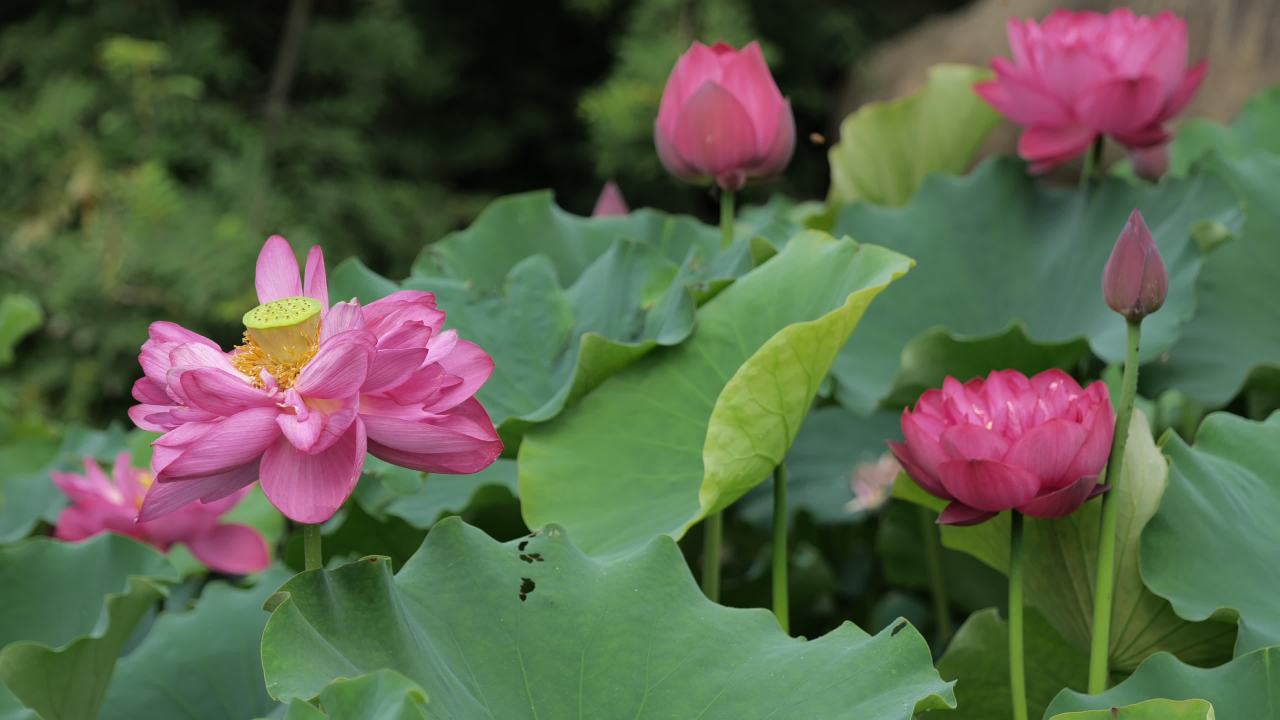 荷花 32