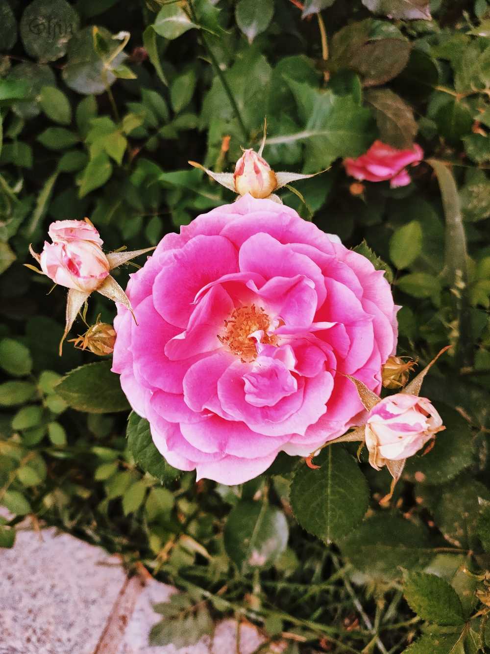 花
