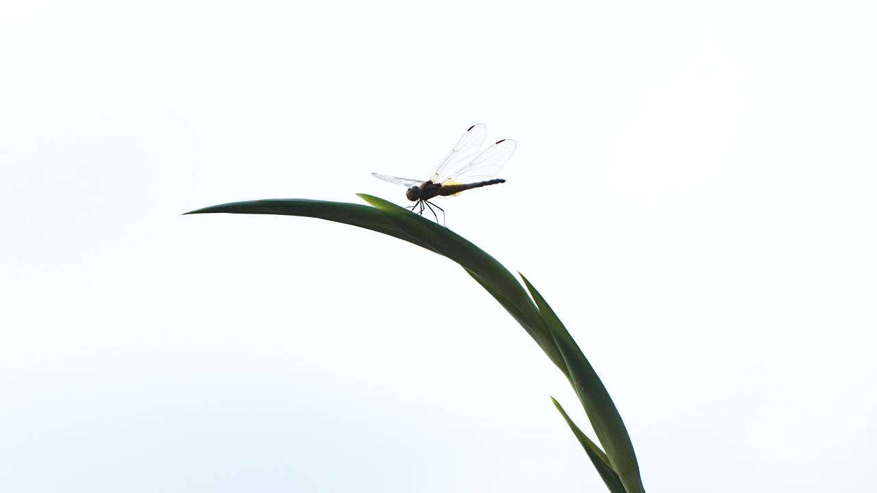 蜻蜓在叶尖的舞蹈