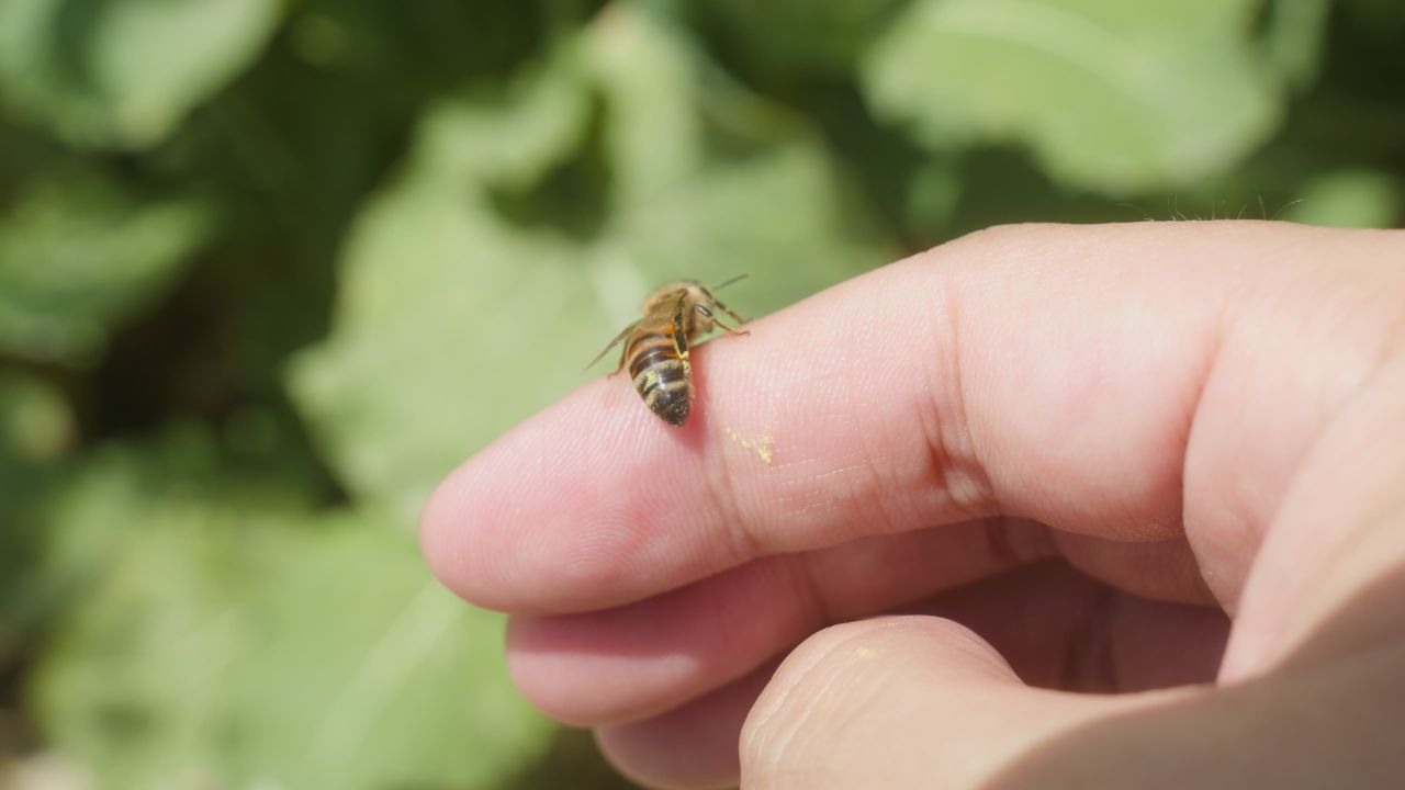 春天惊蛰昆虫万物复苏 29