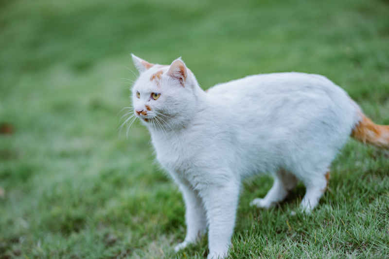 白猫🐱