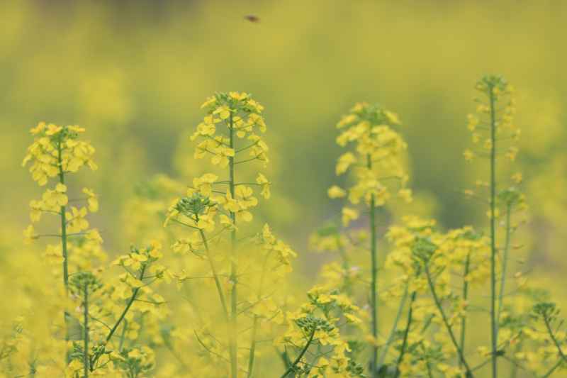 油菜花 3