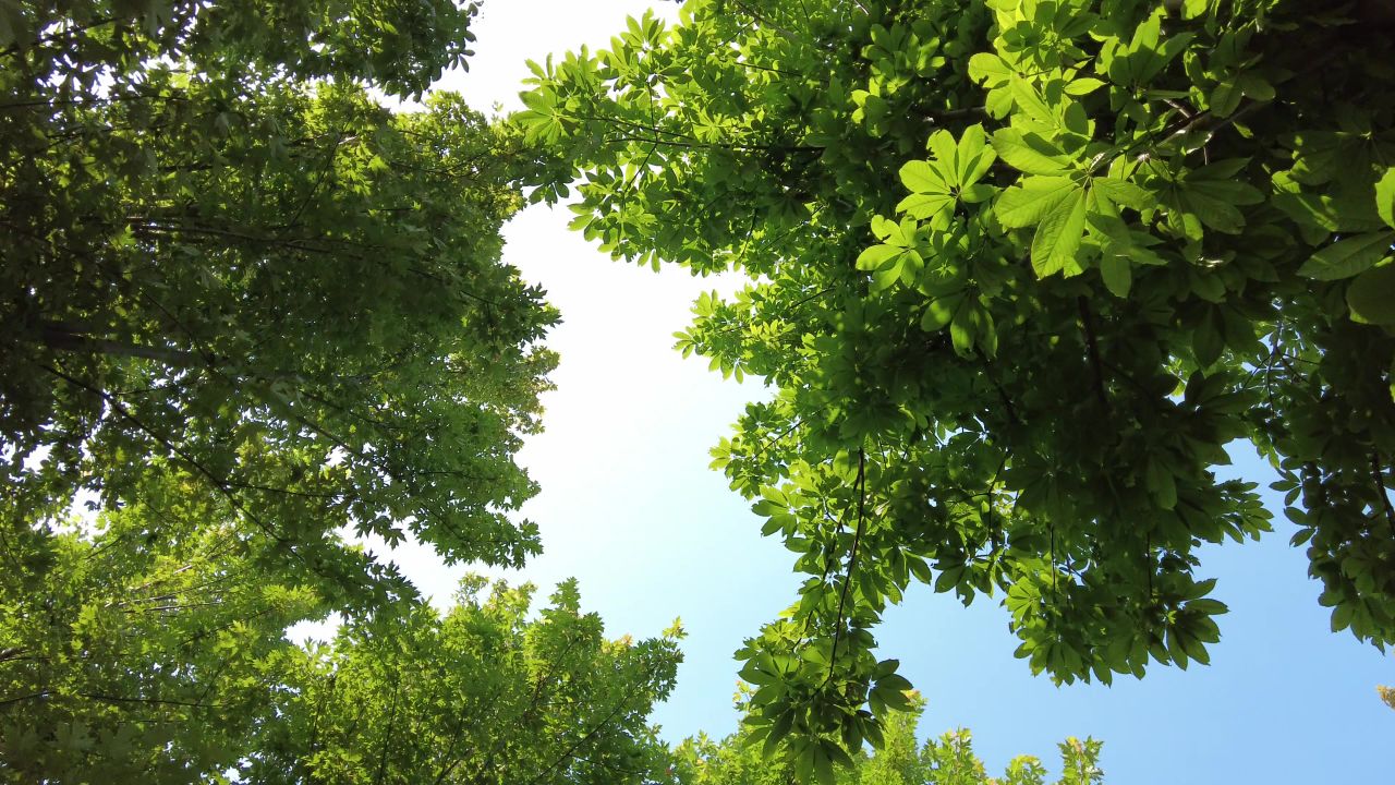 夏日阳光树枝树叶植物鲜花实拍  