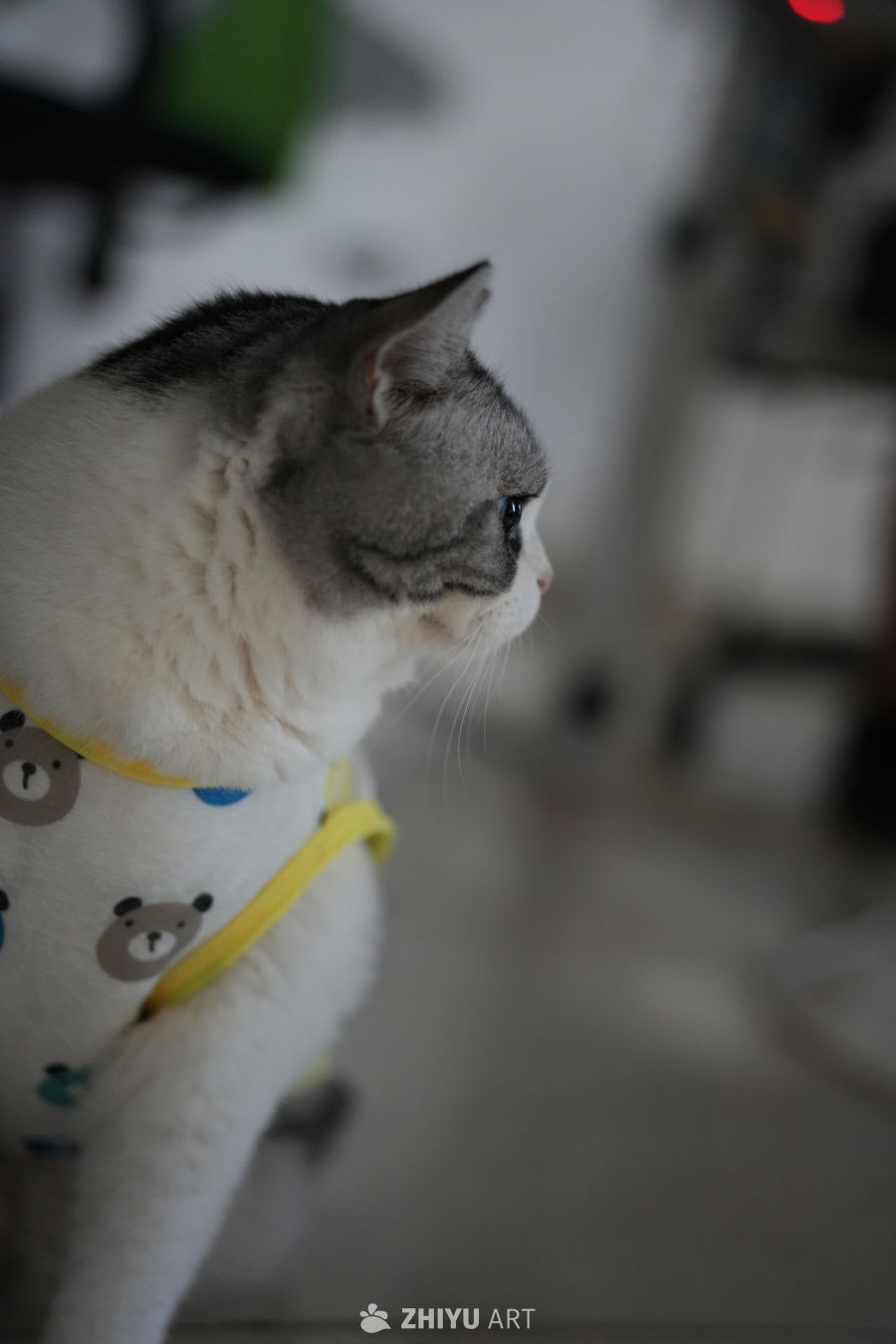 猫咪 9