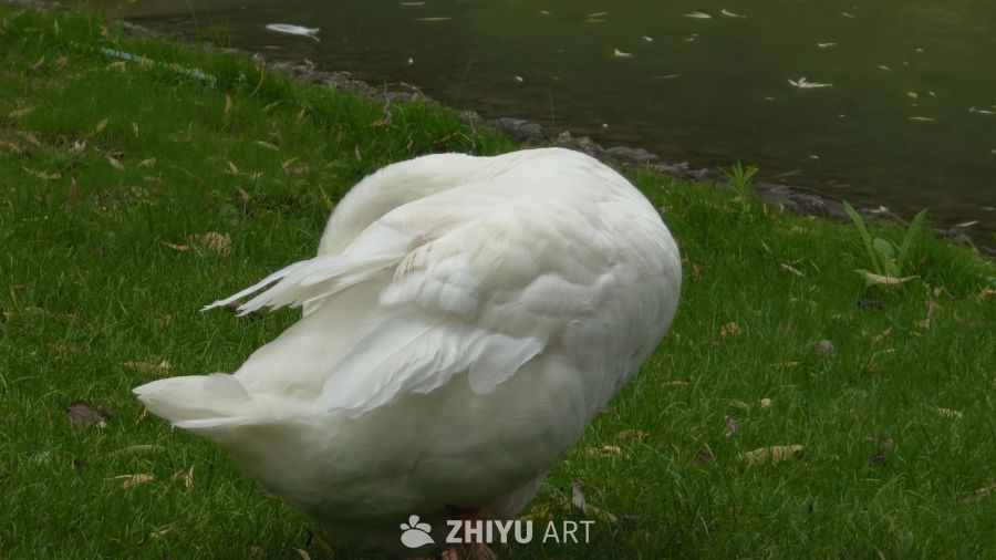 梳理羽毛大白鹅