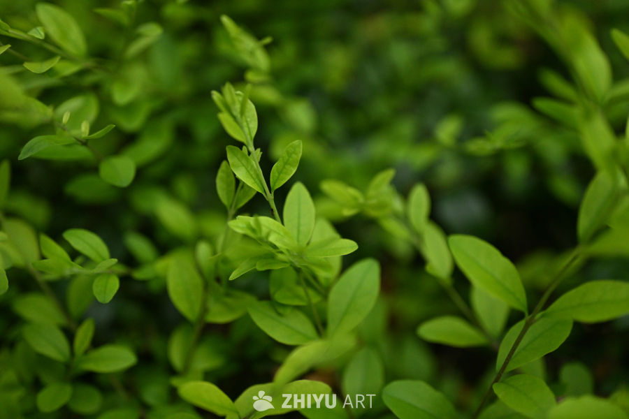 【实拍样片】尼康Z8相机实拍照片 9