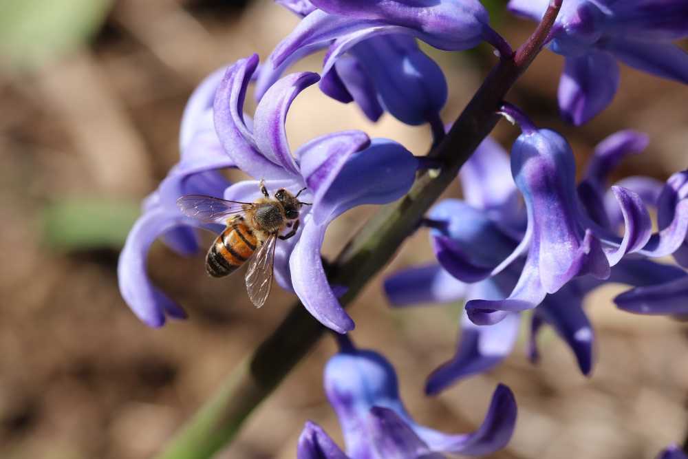 蓝色花昆虫蜜蜂