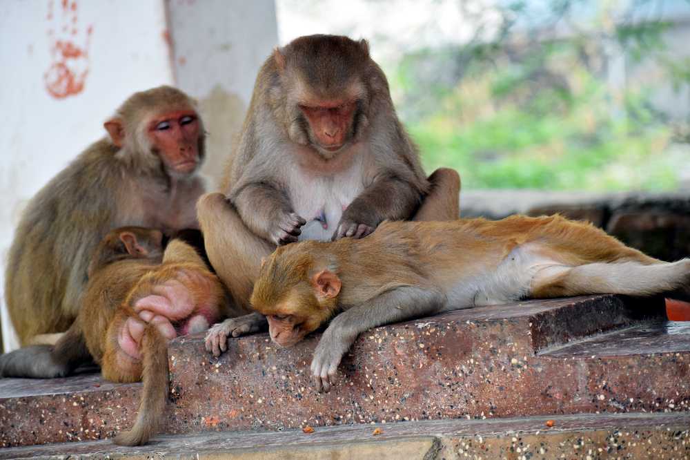 猴子护理婴儿动物