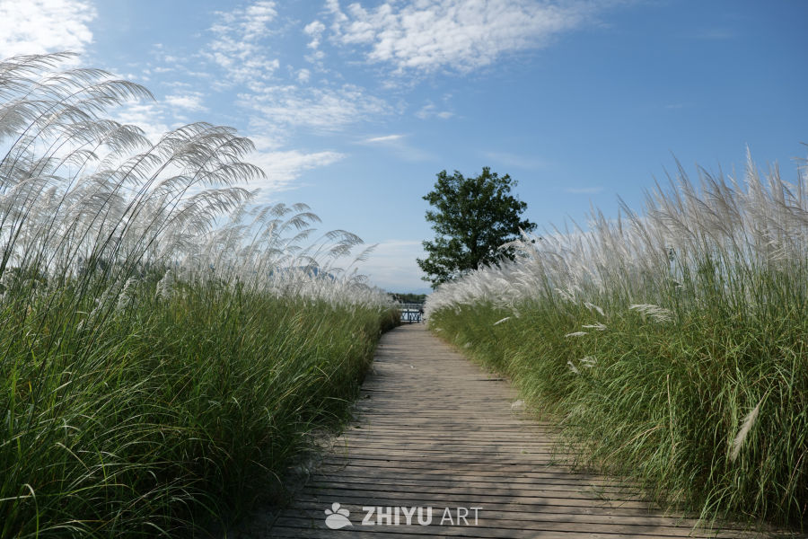 芦苇荡 61