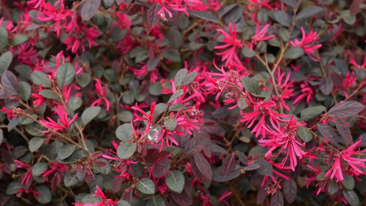 微风红花檵木