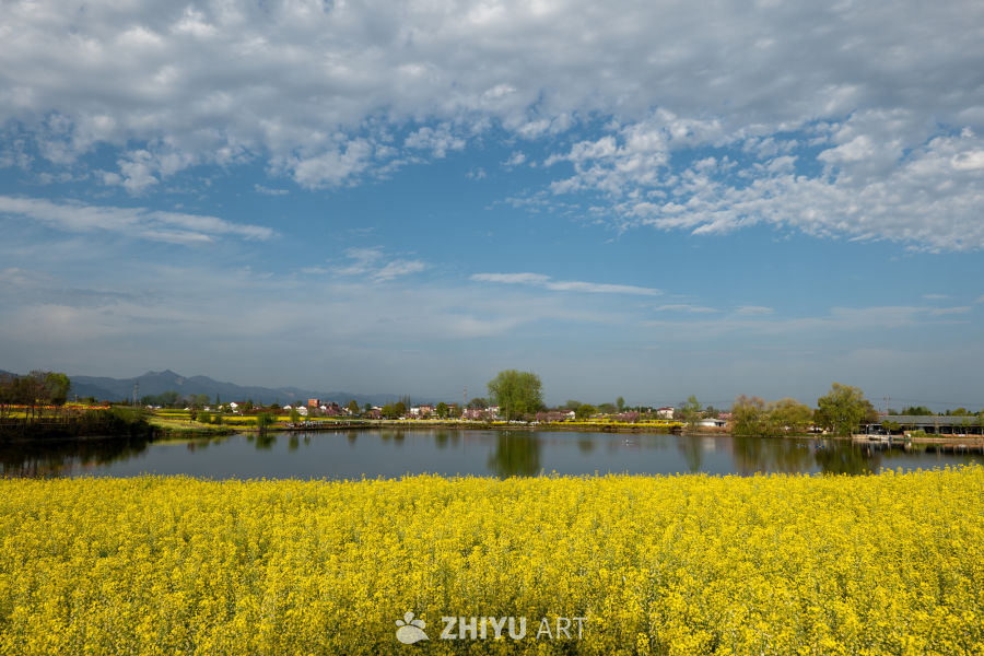 油菜花海 18