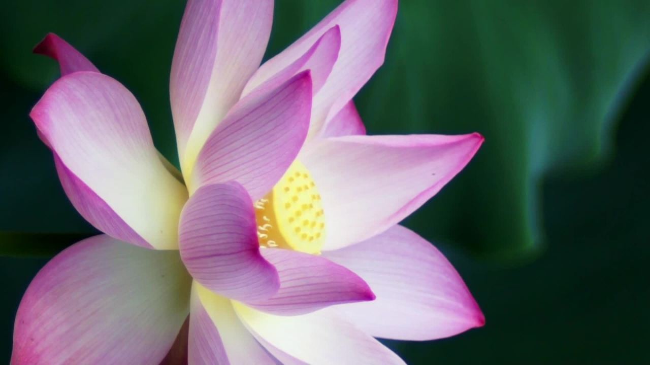 荷花 9