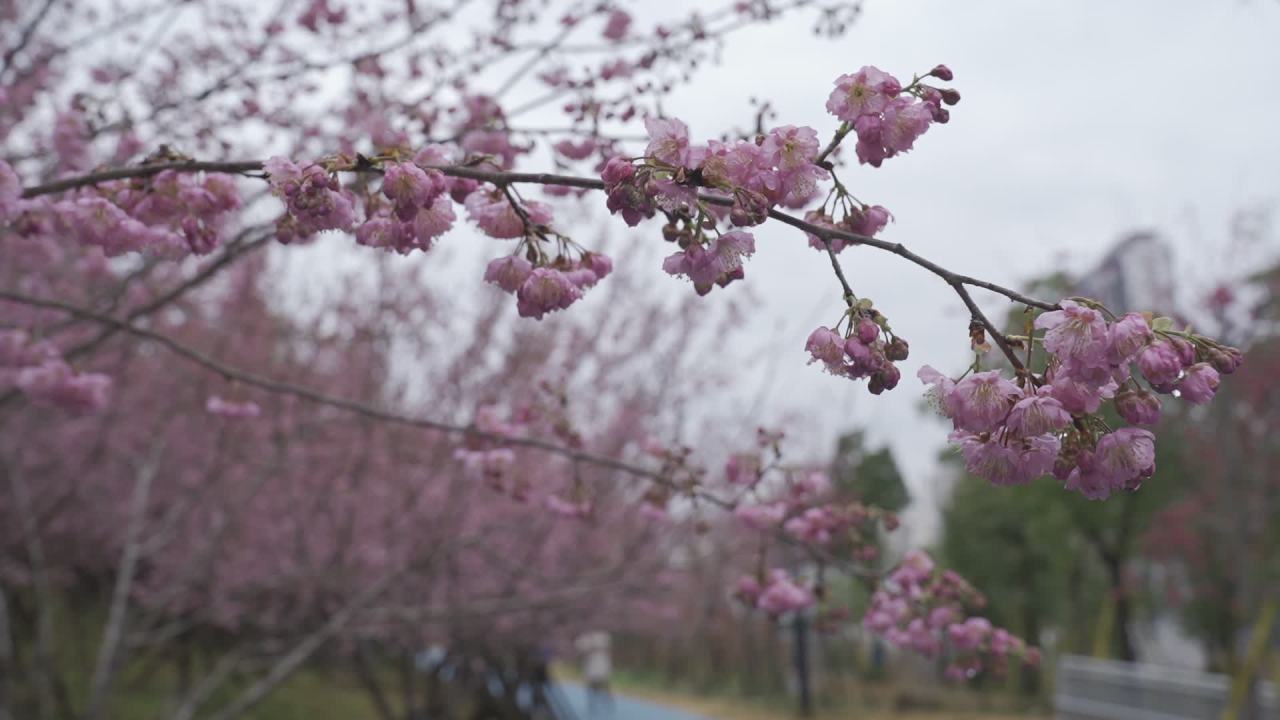 樱花盛开的春天