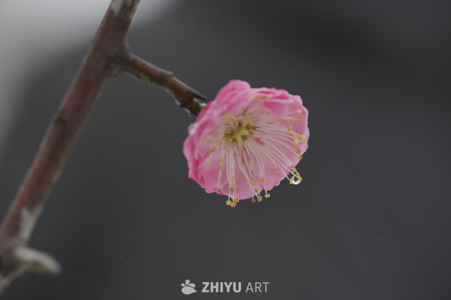 冬日里的梅花绽放