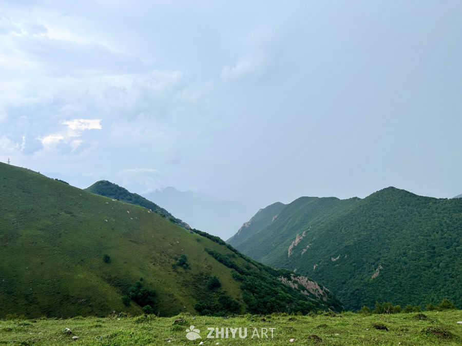雨后的茶山