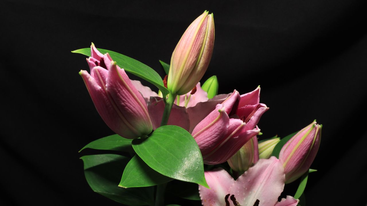 百合花开