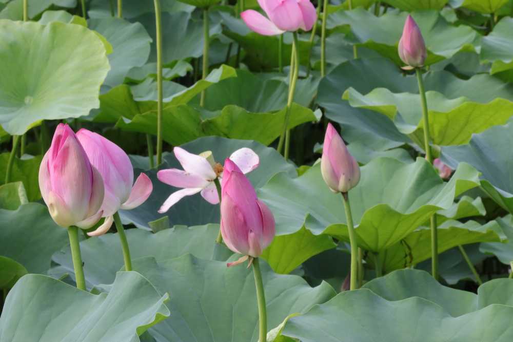 夏日荷塘，莲花盛开