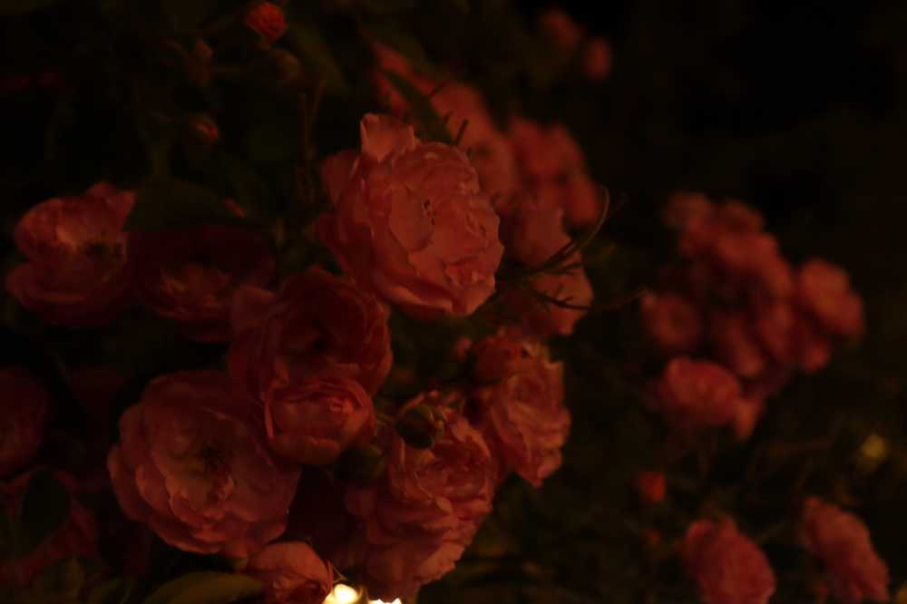 夜色蔷薇