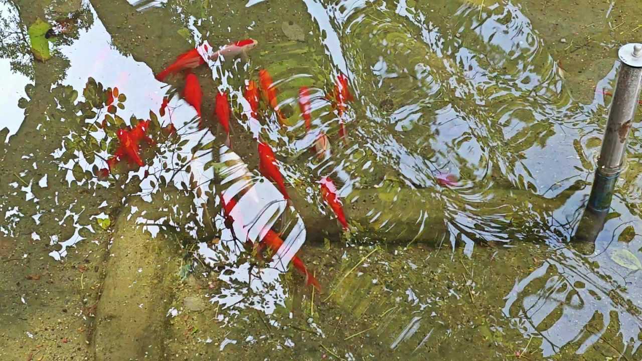4K清澈水池锦鲤 2