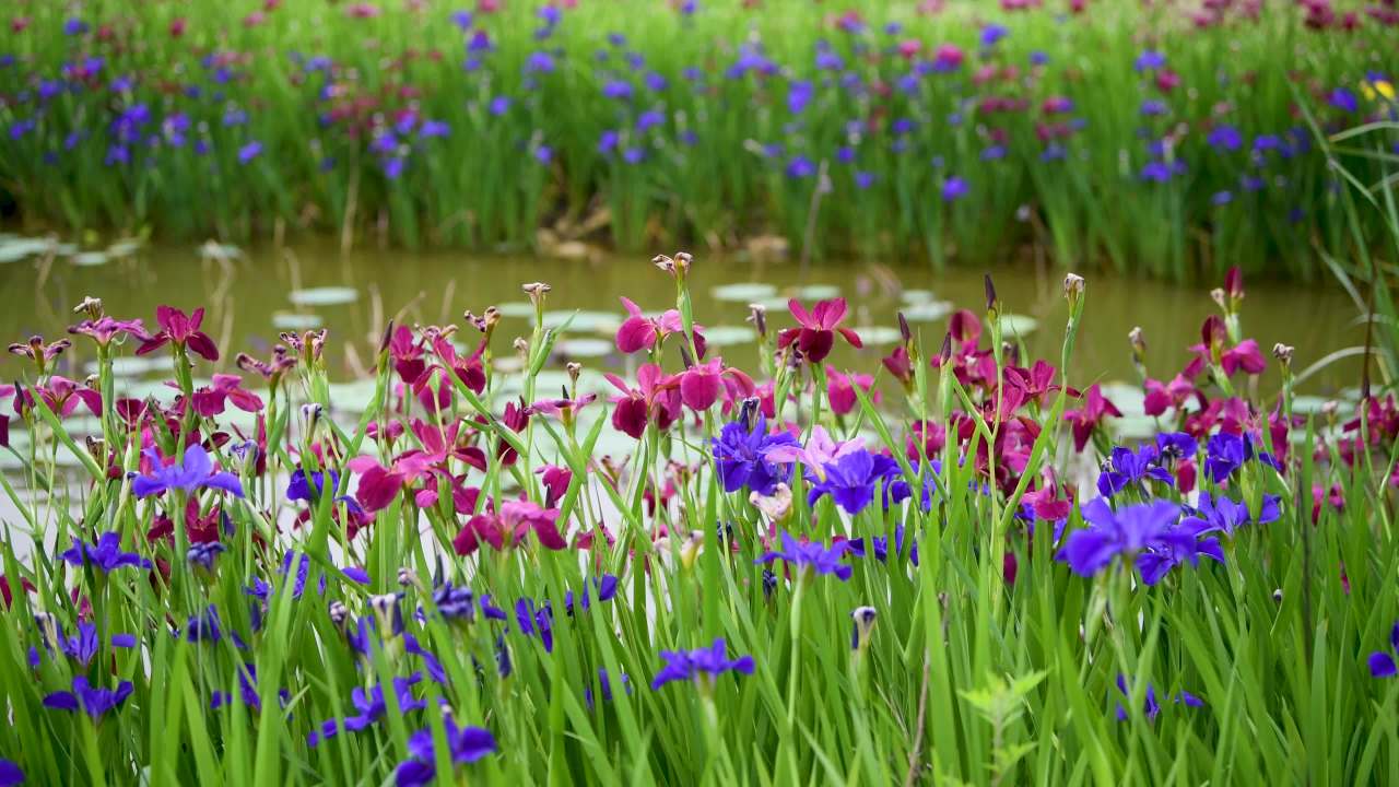 4k清新花海  唯美绿植百花齐放春天意境