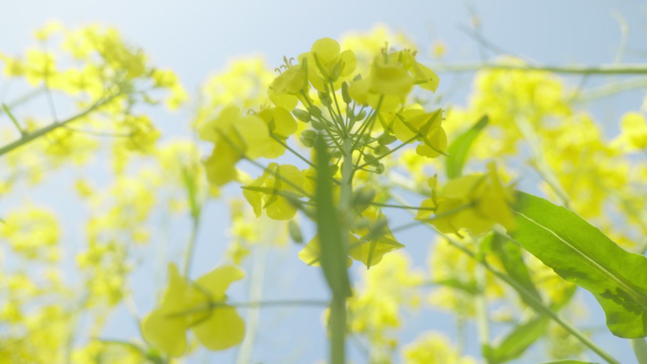 春天农村油菜花海蜜蜂采蜜 31