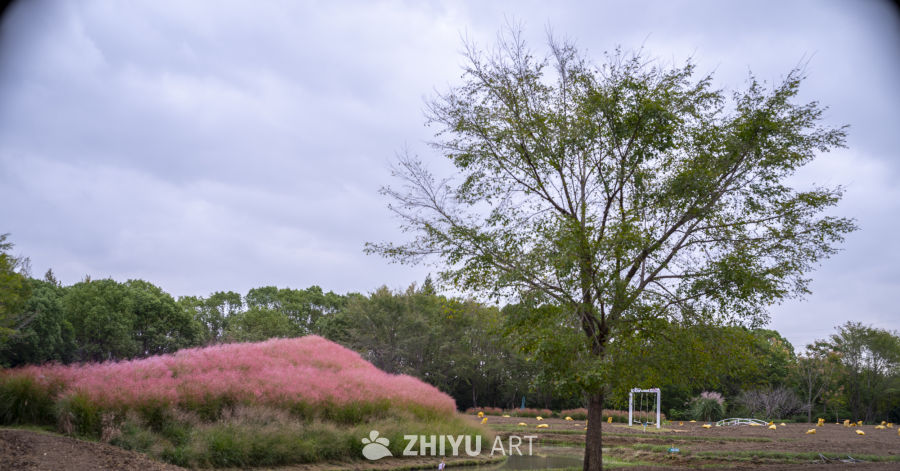 秋日树影与花海