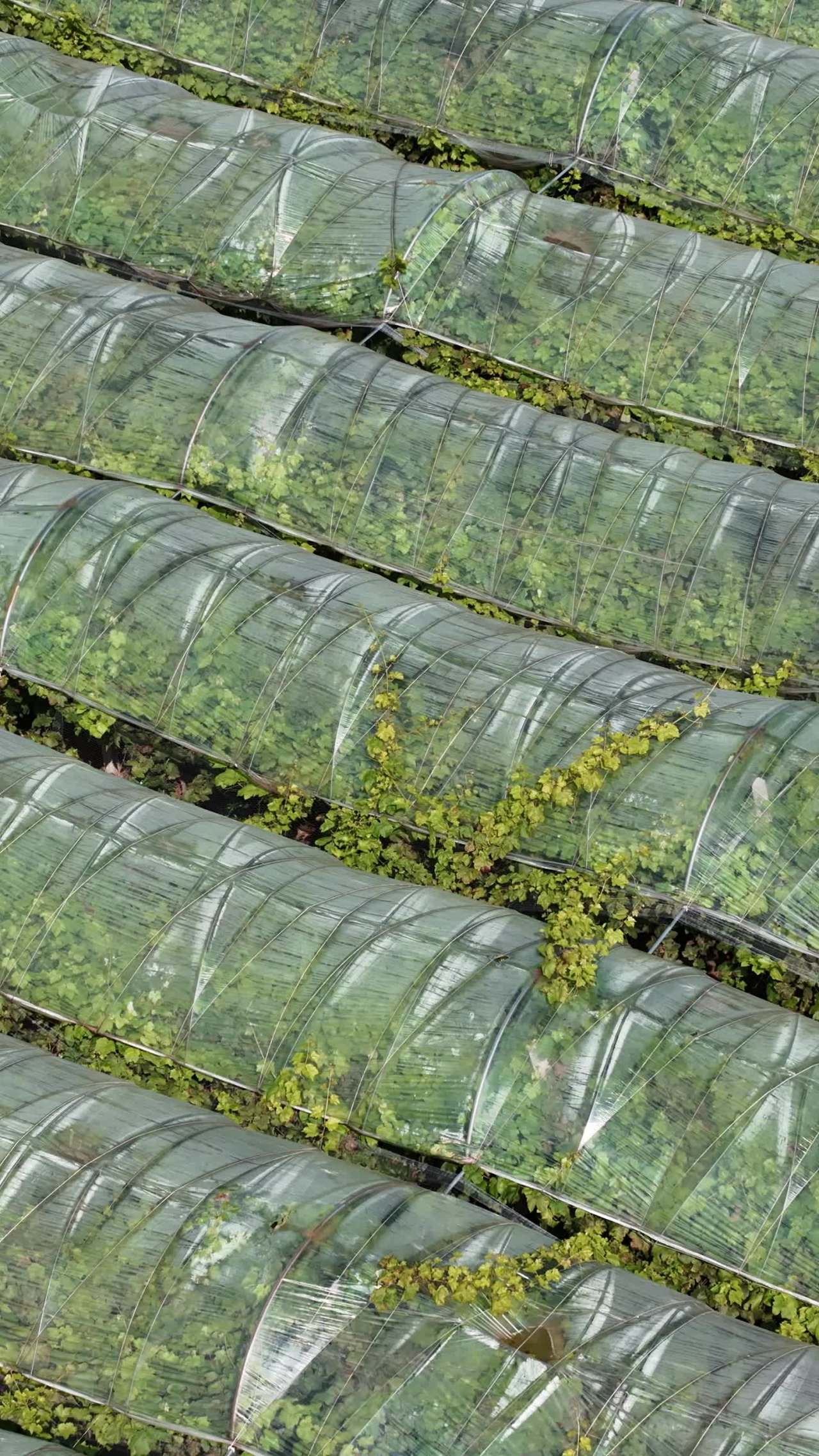 温室植物园