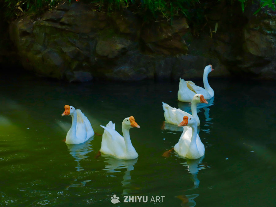 镜头里的美好生活之水面上自由自在的大鹅