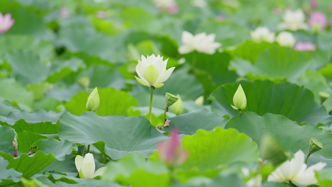荷花02517120