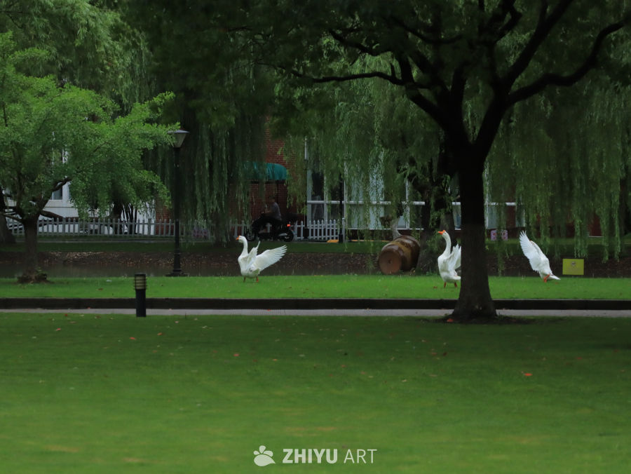 雨后草地上，你追我赶的大鹅